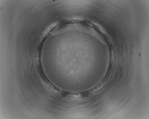 X0000064060552200601271255