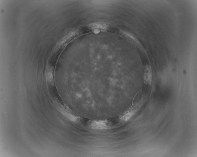 X0000064060573200601271255