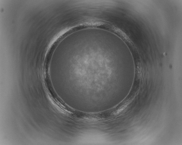 X0000064060726200601271251