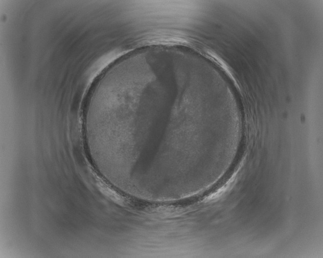 X0000064060779200601271251