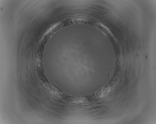 X0000064060823200601271250