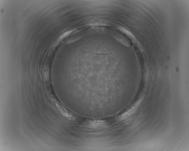 X0000064060833200601271250