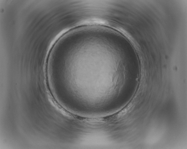 X0000064060864200601271250