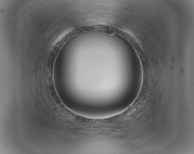 X0000064060871200601271250