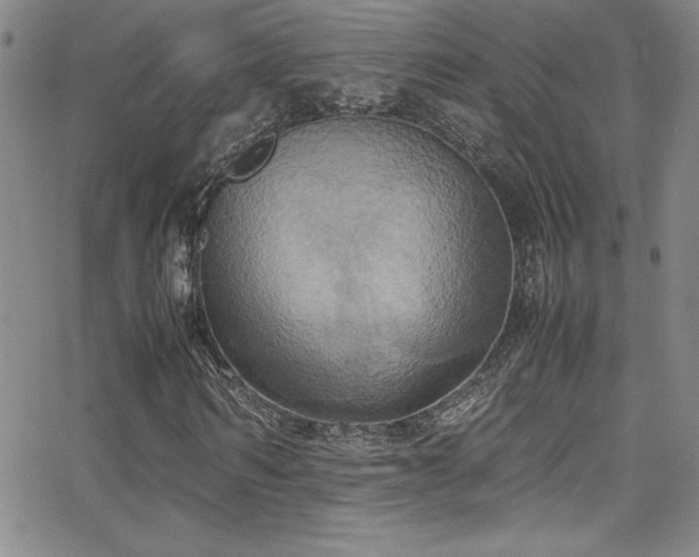 X0000064060962200601271248