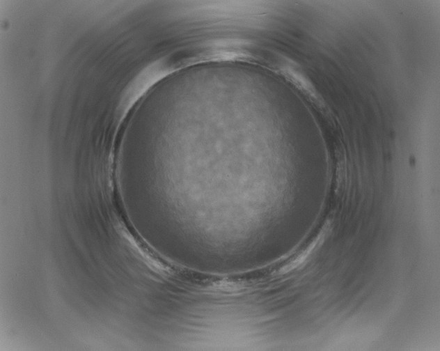 X0000064061178200601271245
