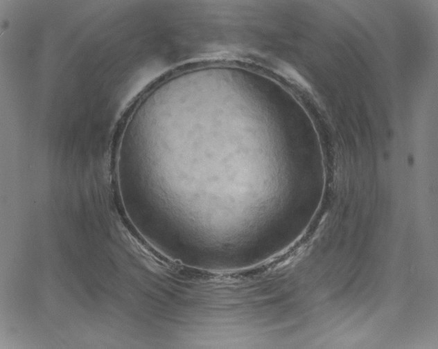 X0000064061216200601271244