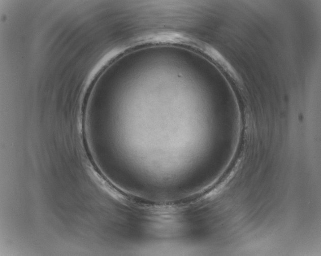 X0000064061232200601271244