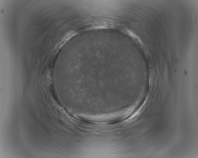 X0000064061353200601271242