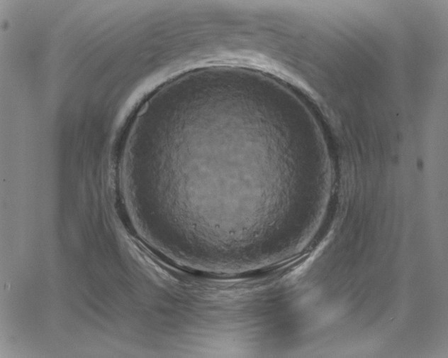 X0000064061506200601271239