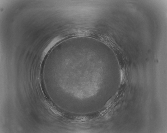 X0000064060195200601301247