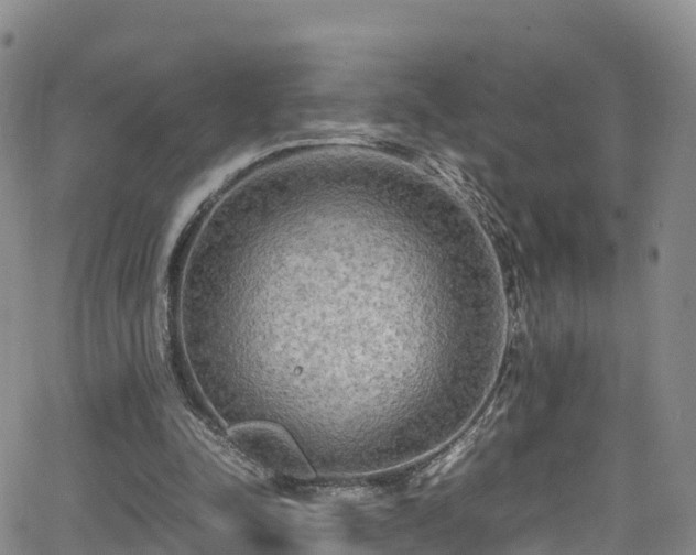 X0000064060342200601301244