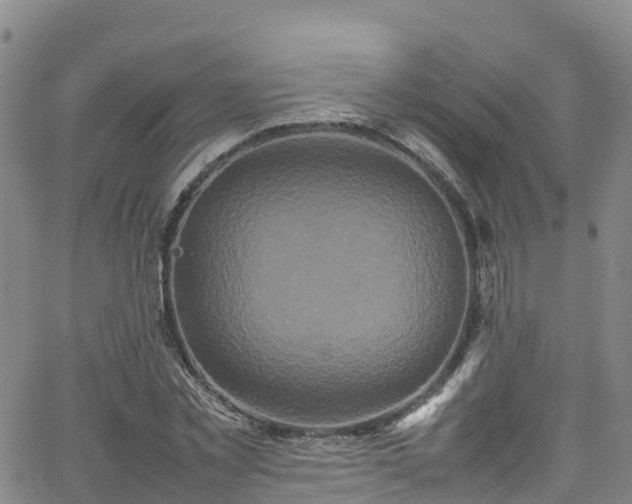 X0000064060781200601301237