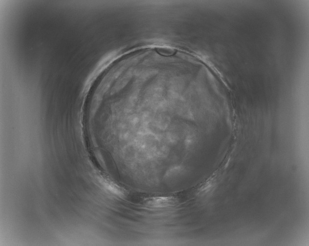 X0000064060151200602101539