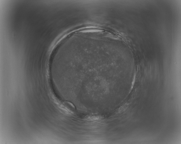 X0000064060247200602101537