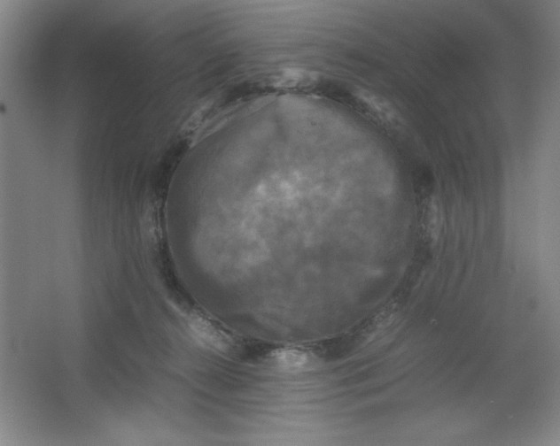 X0000064060272200602101538