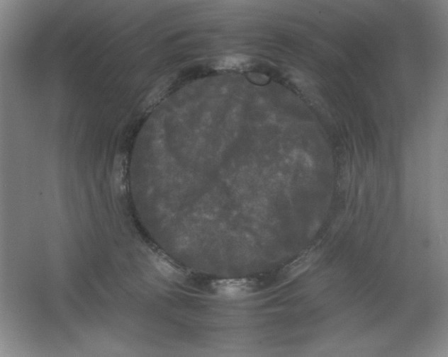 X0000064060273200602101538