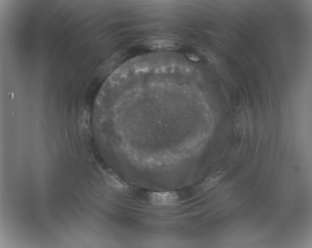 X0000064060281200602101538