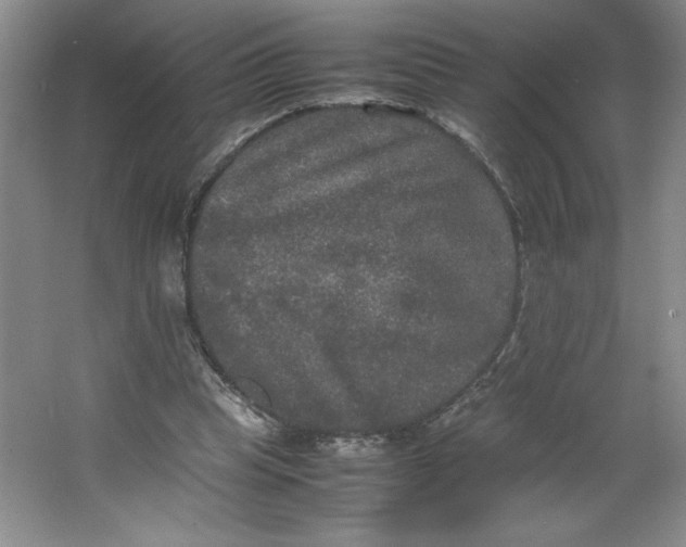 X0000064060345200602101536