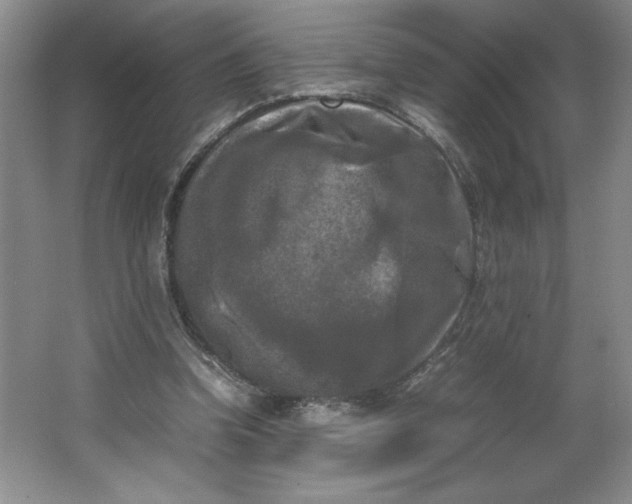 X0000064060346200602101536