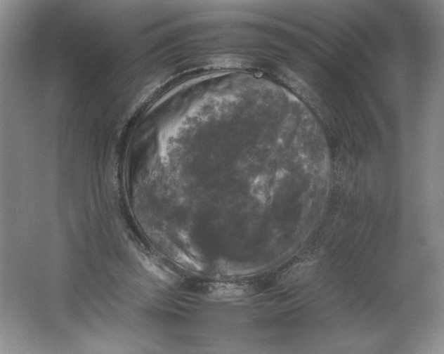 X0000064060347200602101536