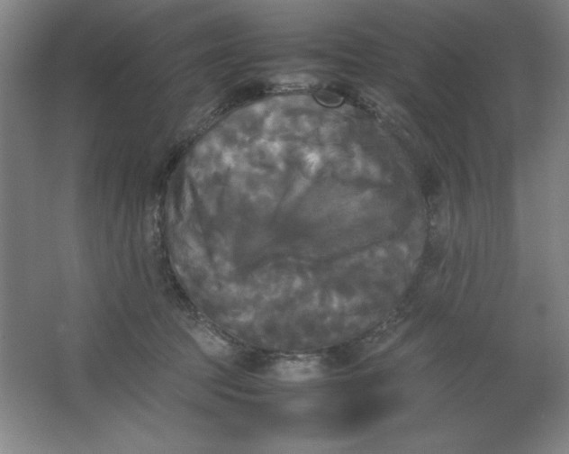 X0000064060369200602101536