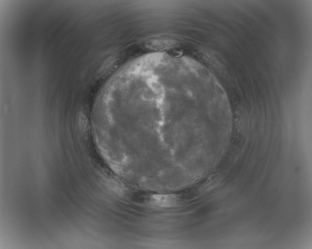 X0000064060371200602101536
