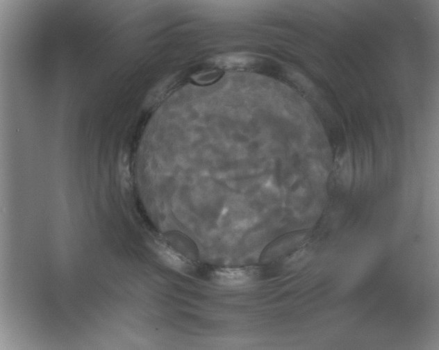 X0000064060381200602101536