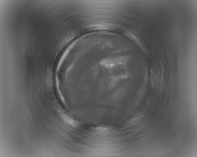 X0000064060394200602101536