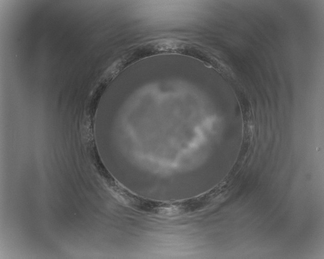 X0000064060411200602101535