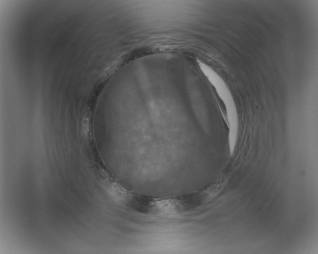 X0000064060417200602101535