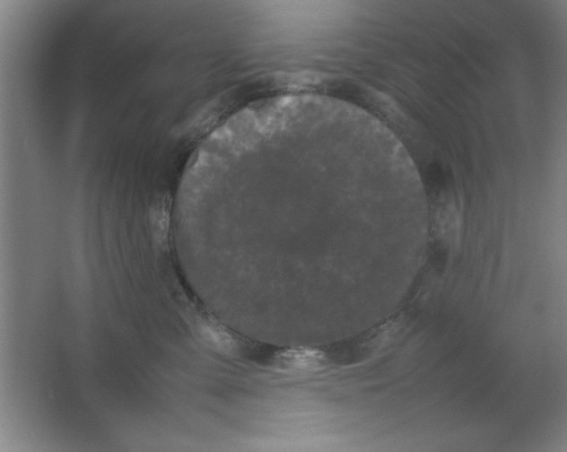 X0000064060427200602101535