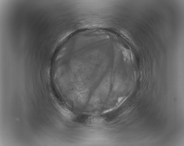 X0000064060491200602101534