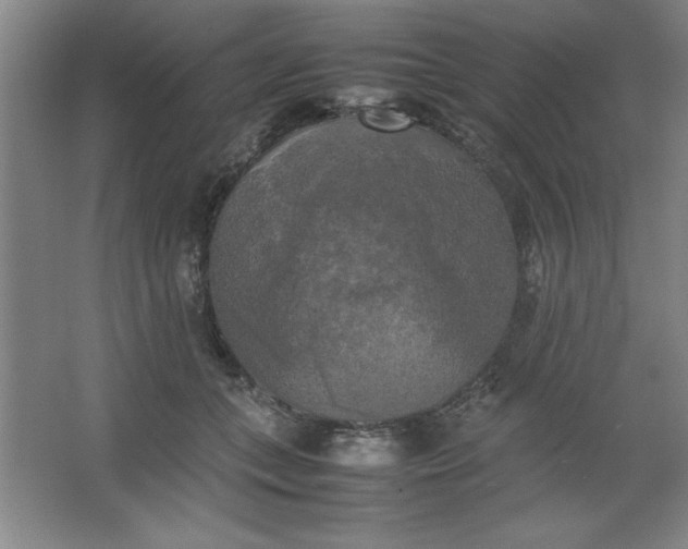 X0000064060559200602101533