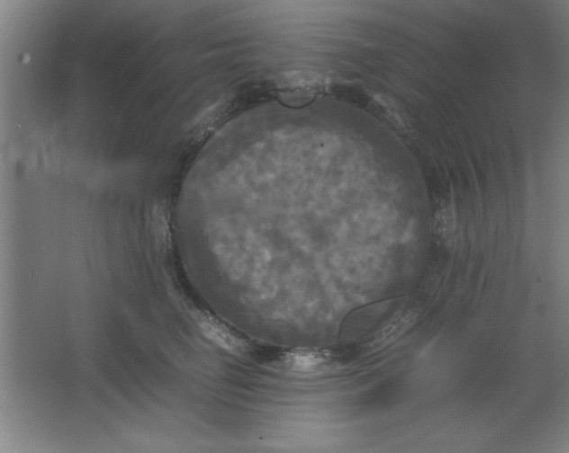 X0000064060662200602101532