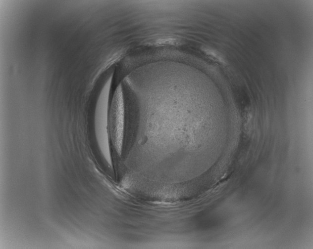 X0000064060735200602101529