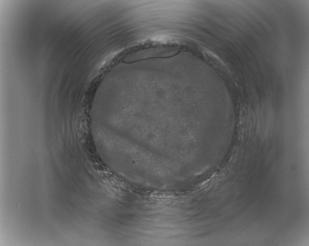 X0000064060776200602101529