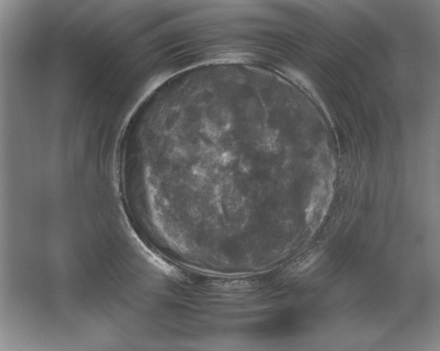 X0000064060851200602101528