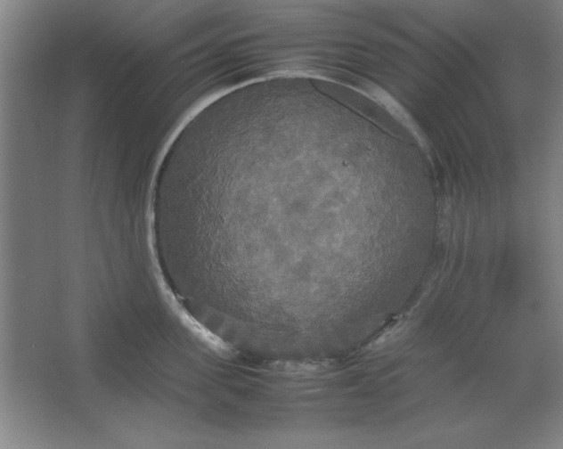 X0000064060955200602101527