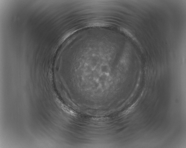 X0000064061025200602101525
