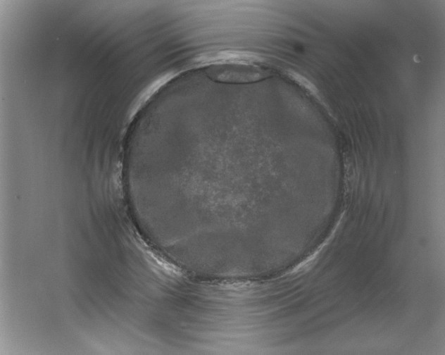X0000064061066200602101524