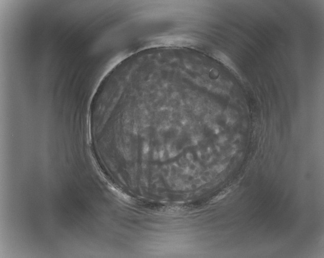 X0000064061079200602101524