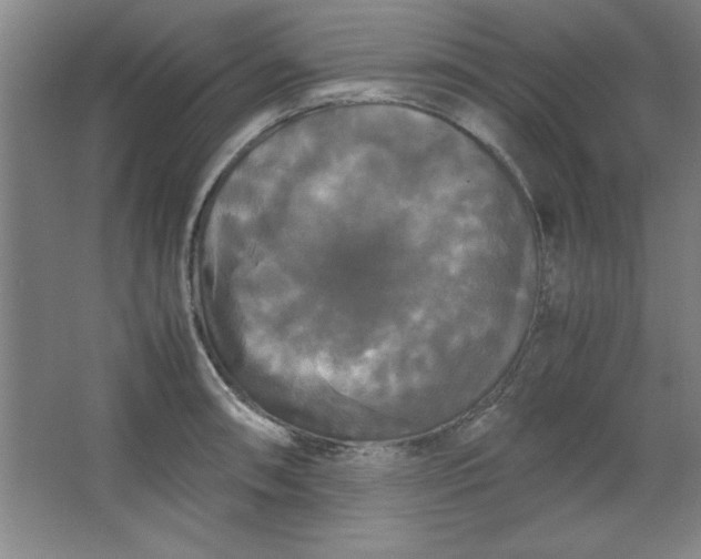 X0000064061090200602101524