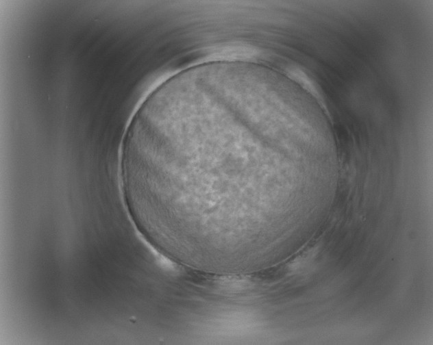 X0000064061103200602101524