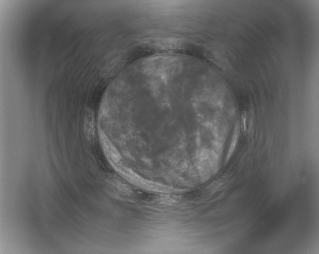 X0000064061251200602101521