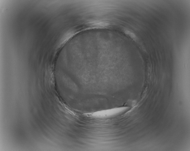 X0000064061354200602101519