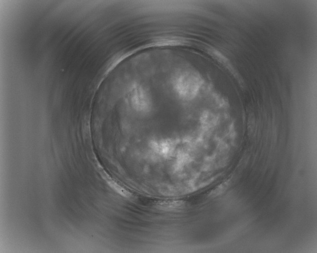 X0000064061417200602101518