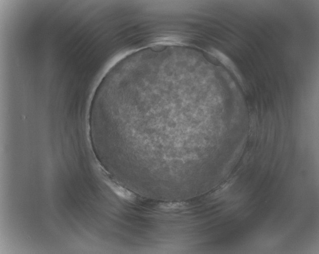 X0000064061435200602101519