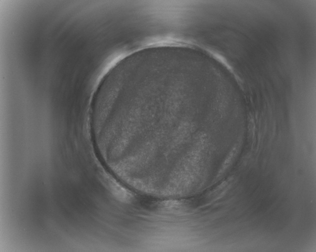X0000064061463200602101517