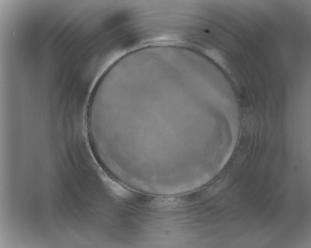 X0000064061474200602101517